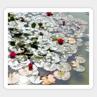 lily Pond Silvered by the Sun Sticker